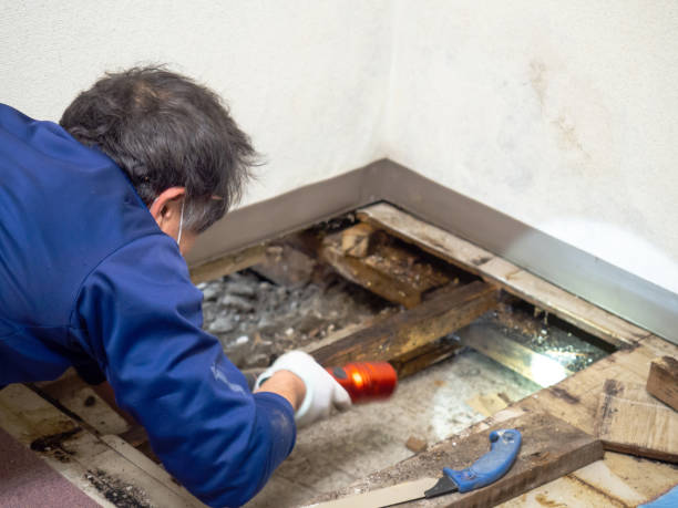 Best Crawl Space Mold Removal  in Eming Island, FL