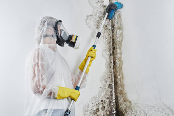 Best Fast Mold Removal  in Eming Island, FL