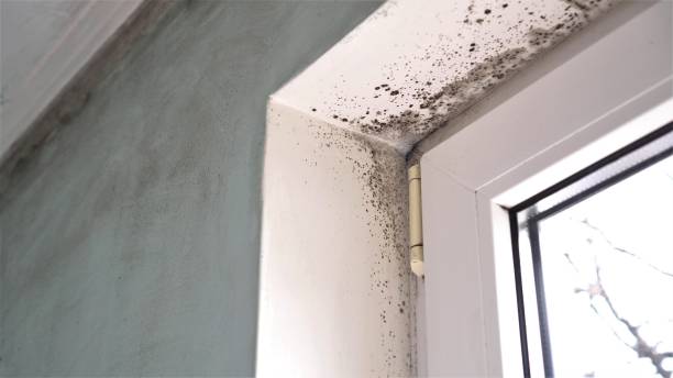 Best Office Mold Removal Services  in Eming Island, FL