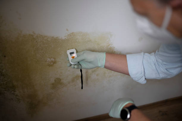 Best Certified Mold Removal  in Eming Island, FL