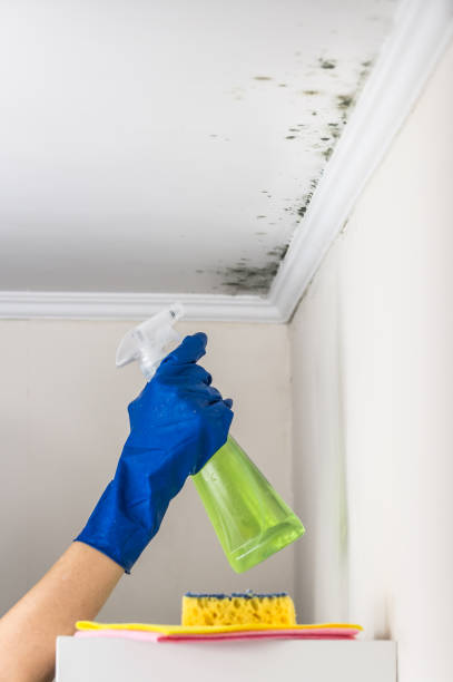 Best Professional Mold Removal  in Eming Island, FL